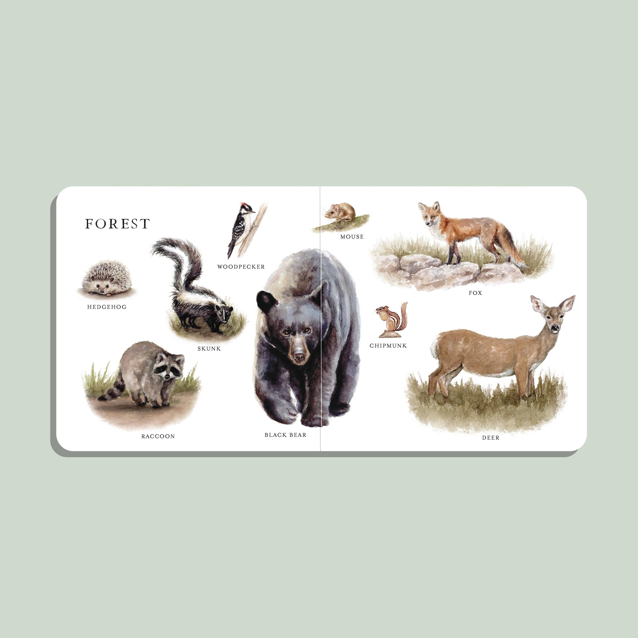 Our Big Book of Animals (Board Book)