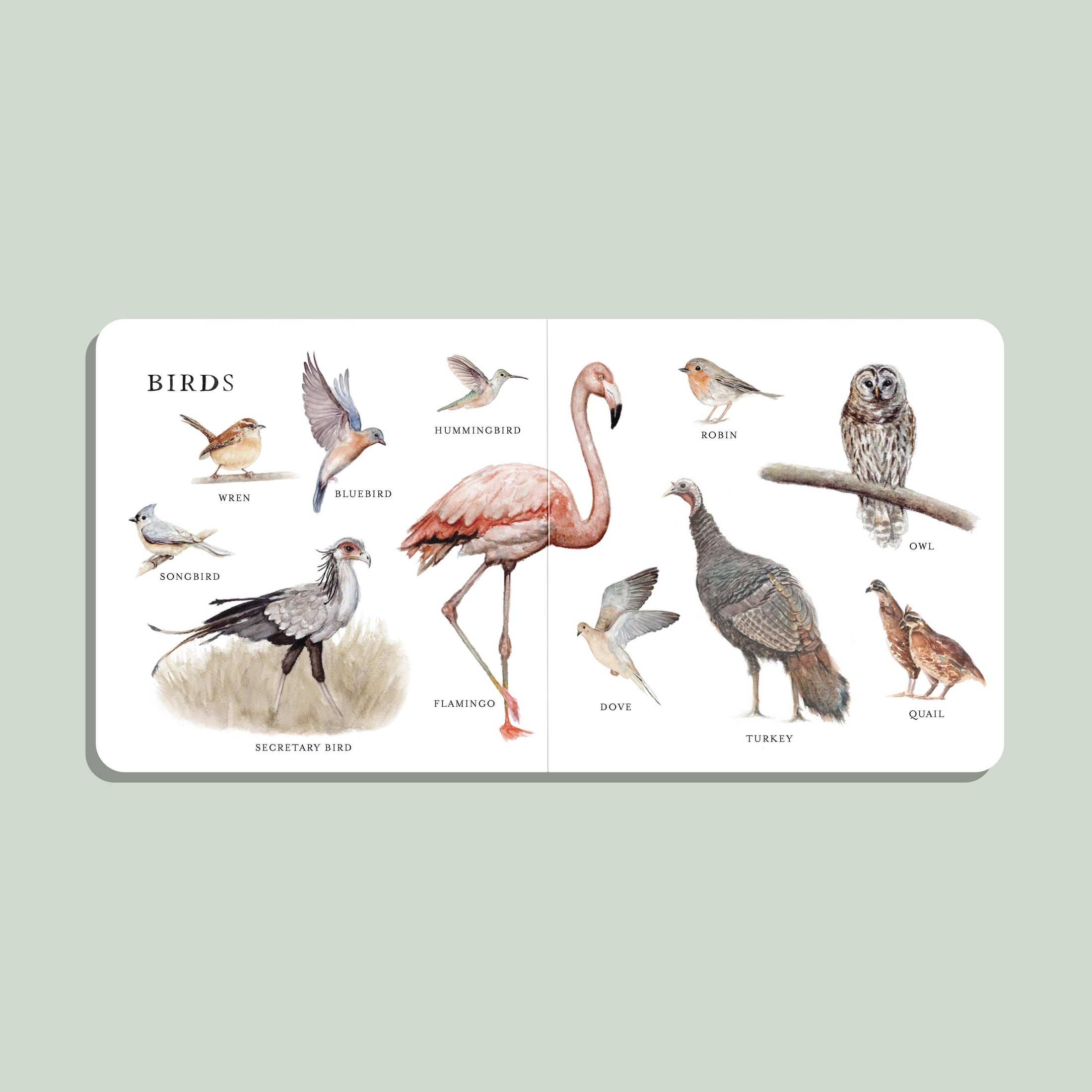Our Big Book of Animals (Board Book)