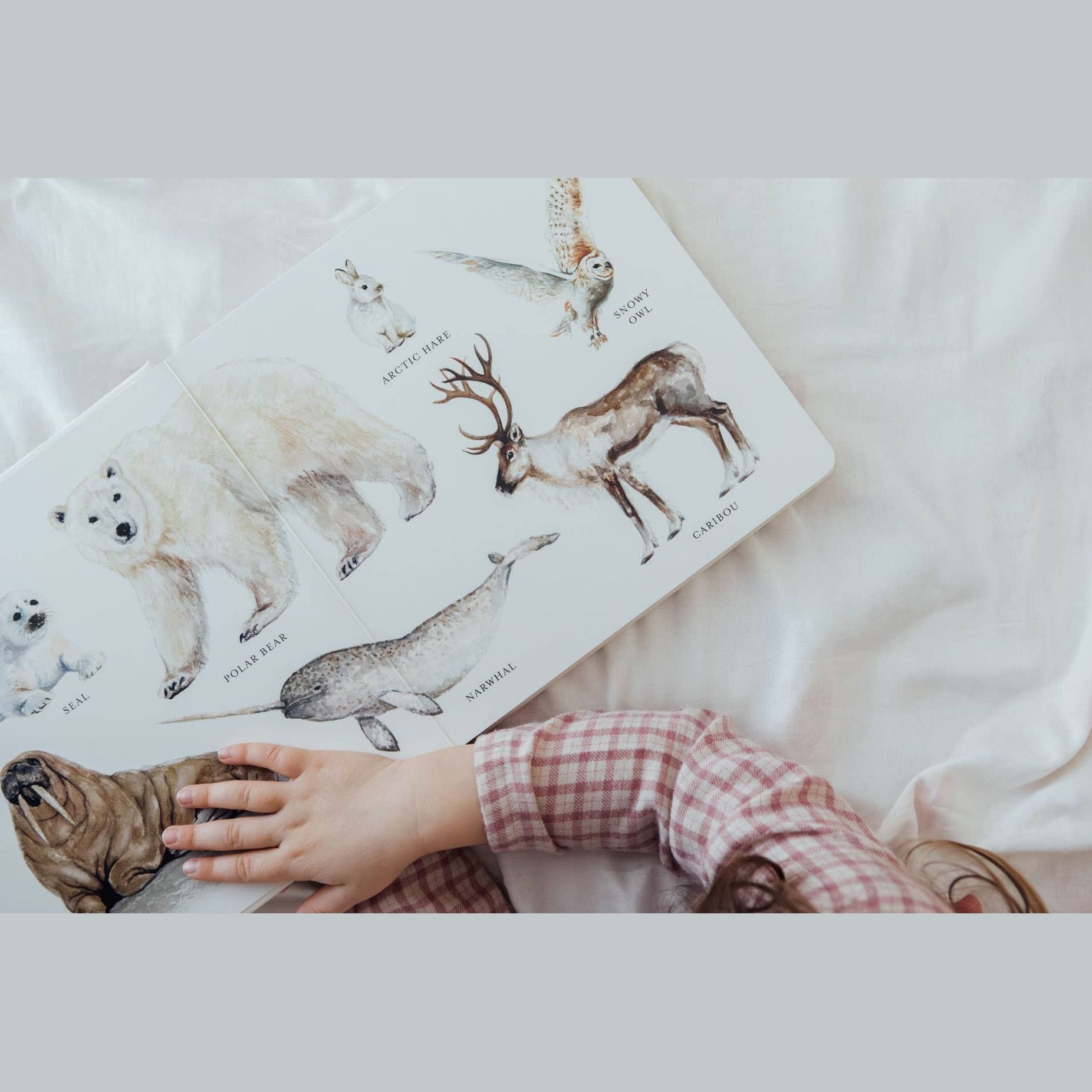 Our Big Book of Animals (Board Book)